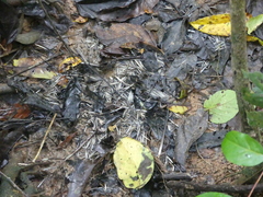 Atherurus africanus