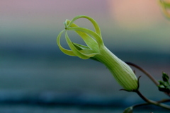 Riocreuxia polyantha