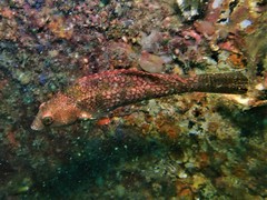 Notolabrus parilus