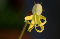 Riocreuxia polyantha