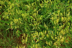 Riocreuxia polyantha