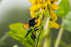 Megachile tuberculata