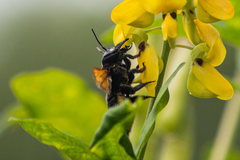 Megachile tuberculata
