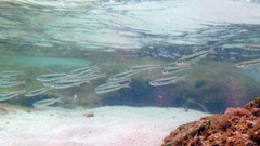 Atherinomorus stipes