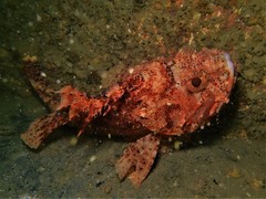 Scorpaena sumptuosa