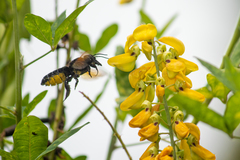 Megachile tuberculata
