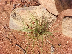Cyperus rupestris