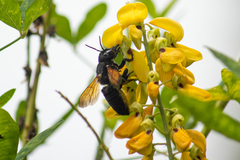 Megachile tuberculata