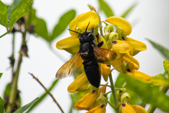 Megachile tuberculata