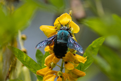 Xylocopa caerulea