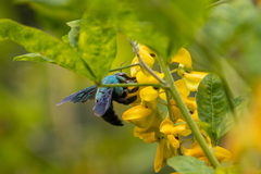 Xylocopa caerulea