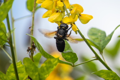 Megachile tuberculata