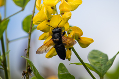 Megachile tuberculata