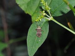 Cletomorpha simulans