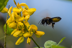 Megachile tuberculata