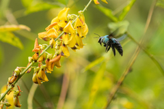Xylocopa caerulea