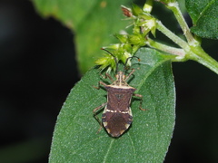 Cletomorpha simulans