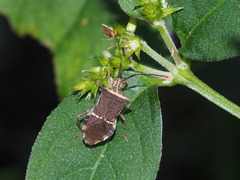 Cletomorpha simulans