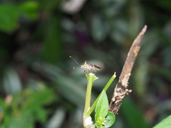 Cletomorpha simulans