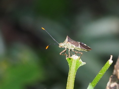 Cletomorpha simulans