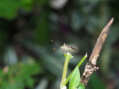 Cletomorpha simulans