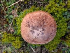 Agaricus devoniensis