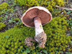 Agaricus devoniensis