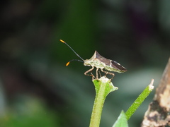 Cletomorpha simulans
