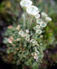 Cladonia pocillum