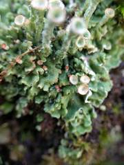 Cladonia pocillum