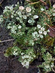 Cladonia pocillum