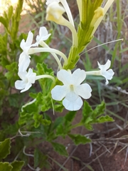 Chascanum hederaceum