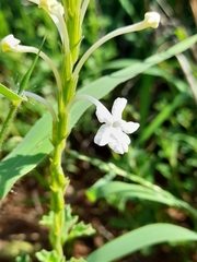 Chascanum hederaceum