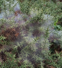 Tetranychus lintearius