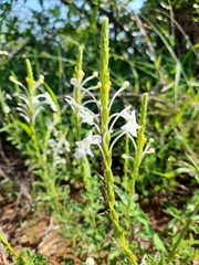 Chascanum hederaceum
