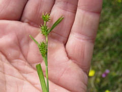 Carex pallescens
