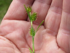Carex pallescens
