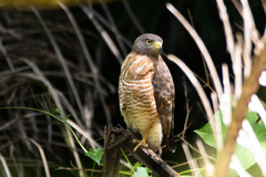 Rupornis magnirostris