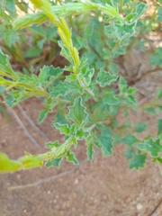 Chascanum hederaceum