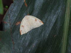 Topomesoides jonasii