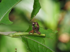 Timandra convectaria
