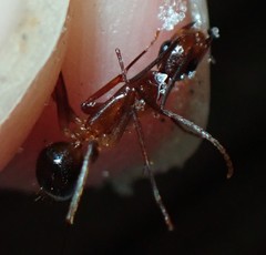 Camponotus inaequalis