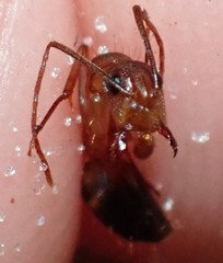 Camponotus inaequalis