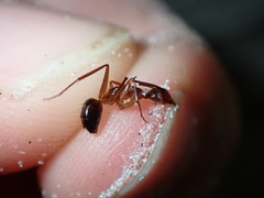 Camponotus inaequalis
