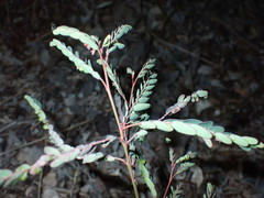 Phyllanthus abnormis abnormis