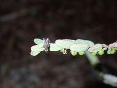 Phyllanthus abnormis abnormis