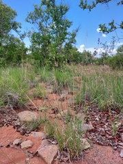Melinis repens grandiflora
