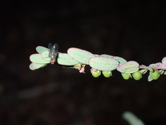 Phyllanthus abnormis abnormis