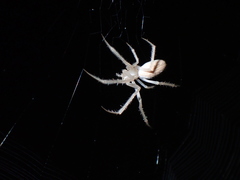 Larinia directa
