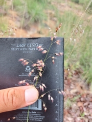 Melinis repens grandiflora